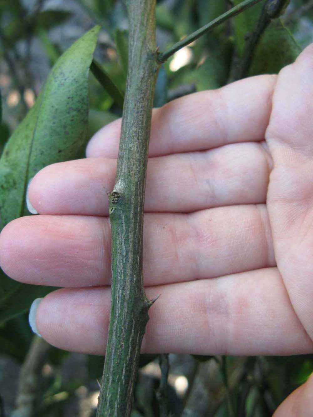              Second - third year twig (Winter Haven, FL)       